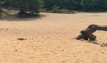 Duinen 1440 x 300 px